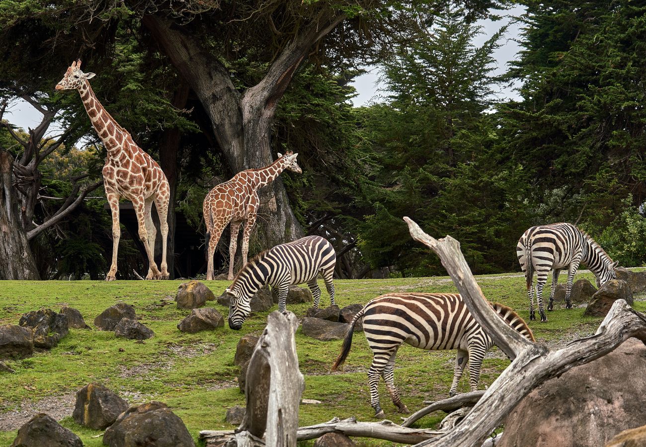 Zoo de La Flèche, parc zoologique, lodge safari, hébergement